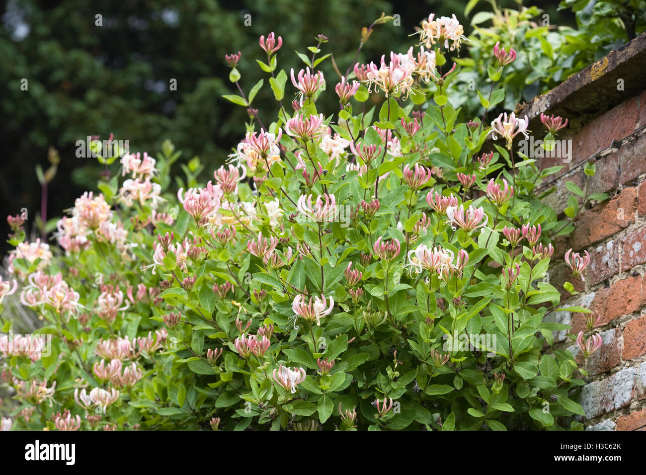 Lonicera flowers in Summer. Stock Photo
