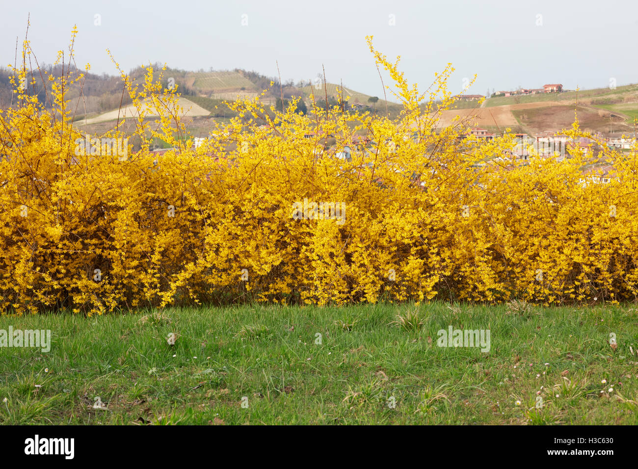 Forsythia, yellow spring flowers hedge and green grass Stock Photo