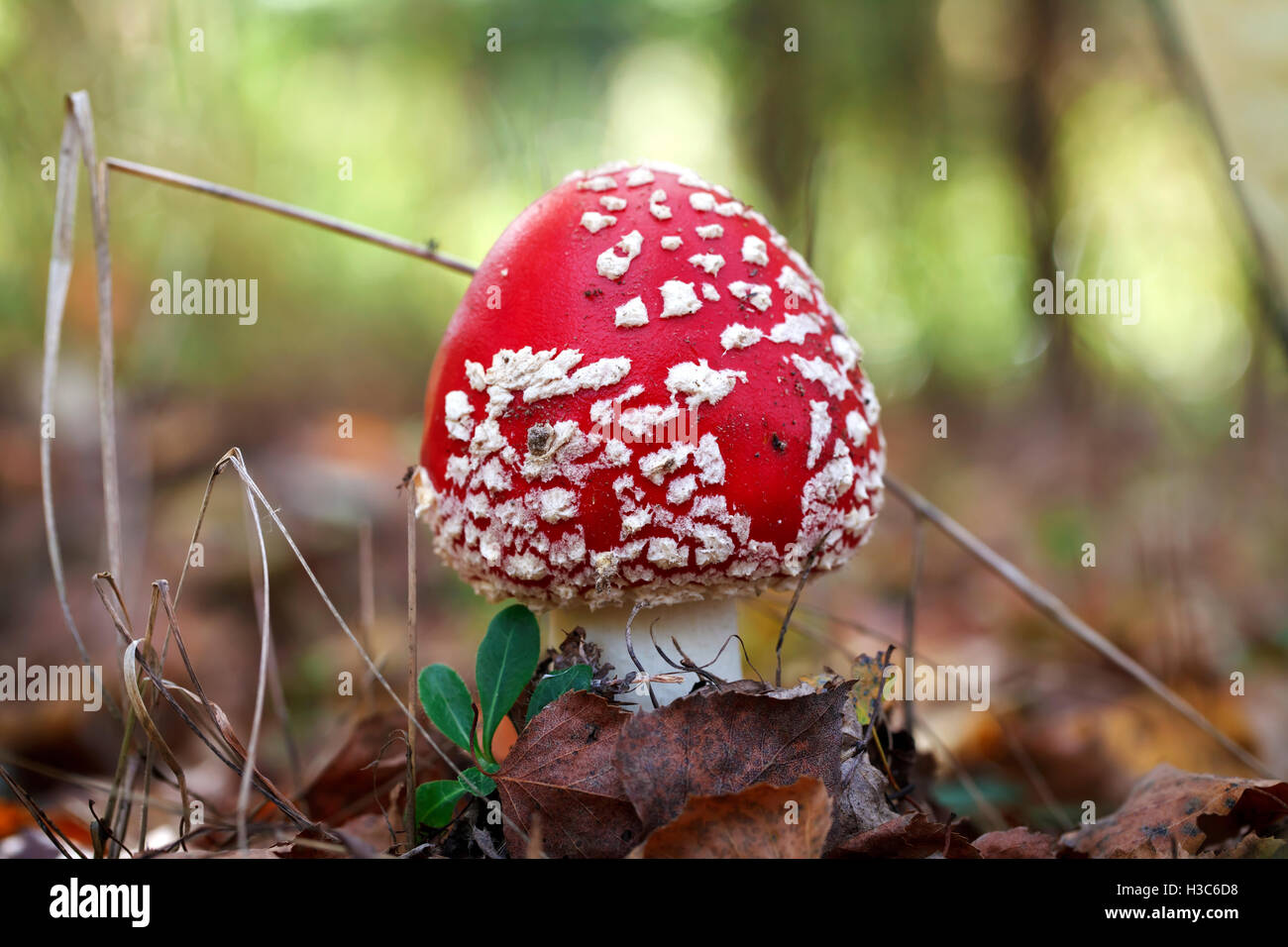 Amanita poisonous mushroom in the forest close-up Stock Photo