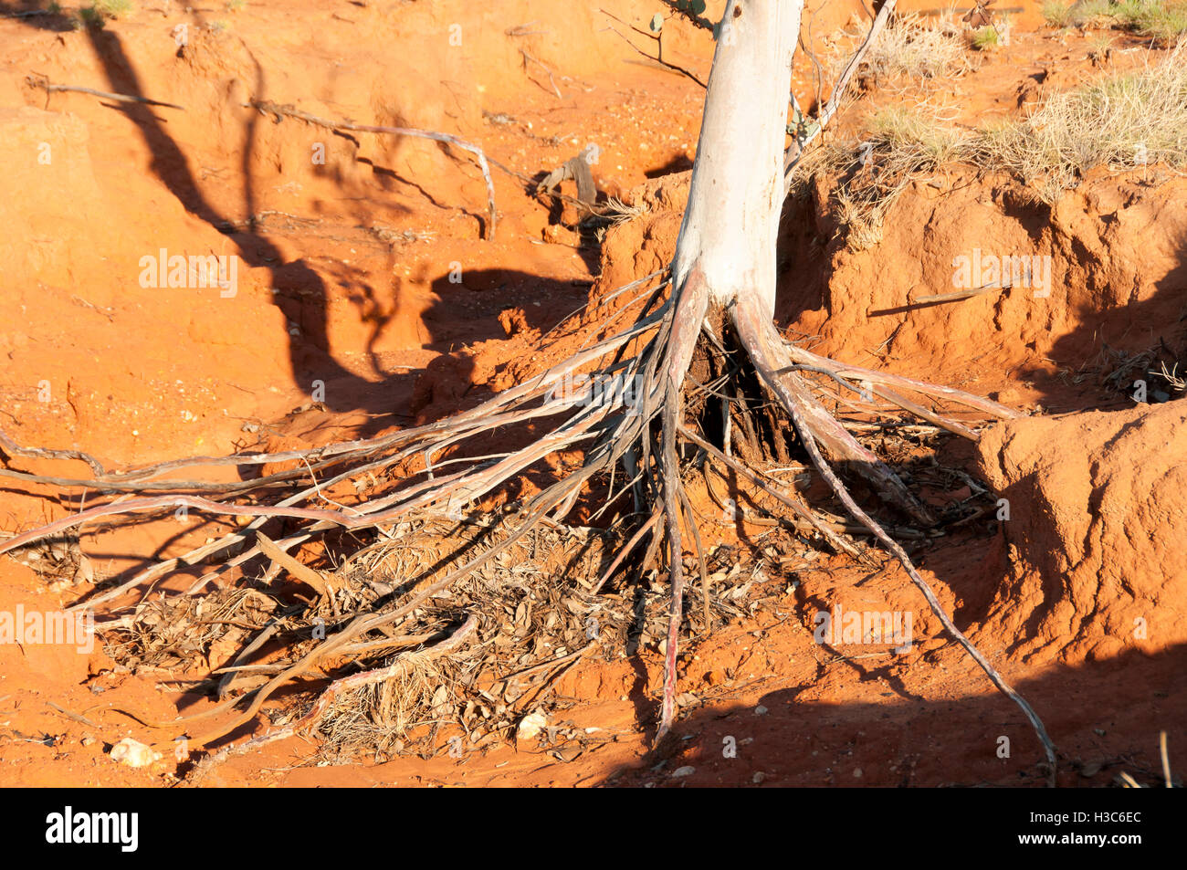 Eucalyptus Exposed Tree Roots - Kimberley - Australia Stock Photo