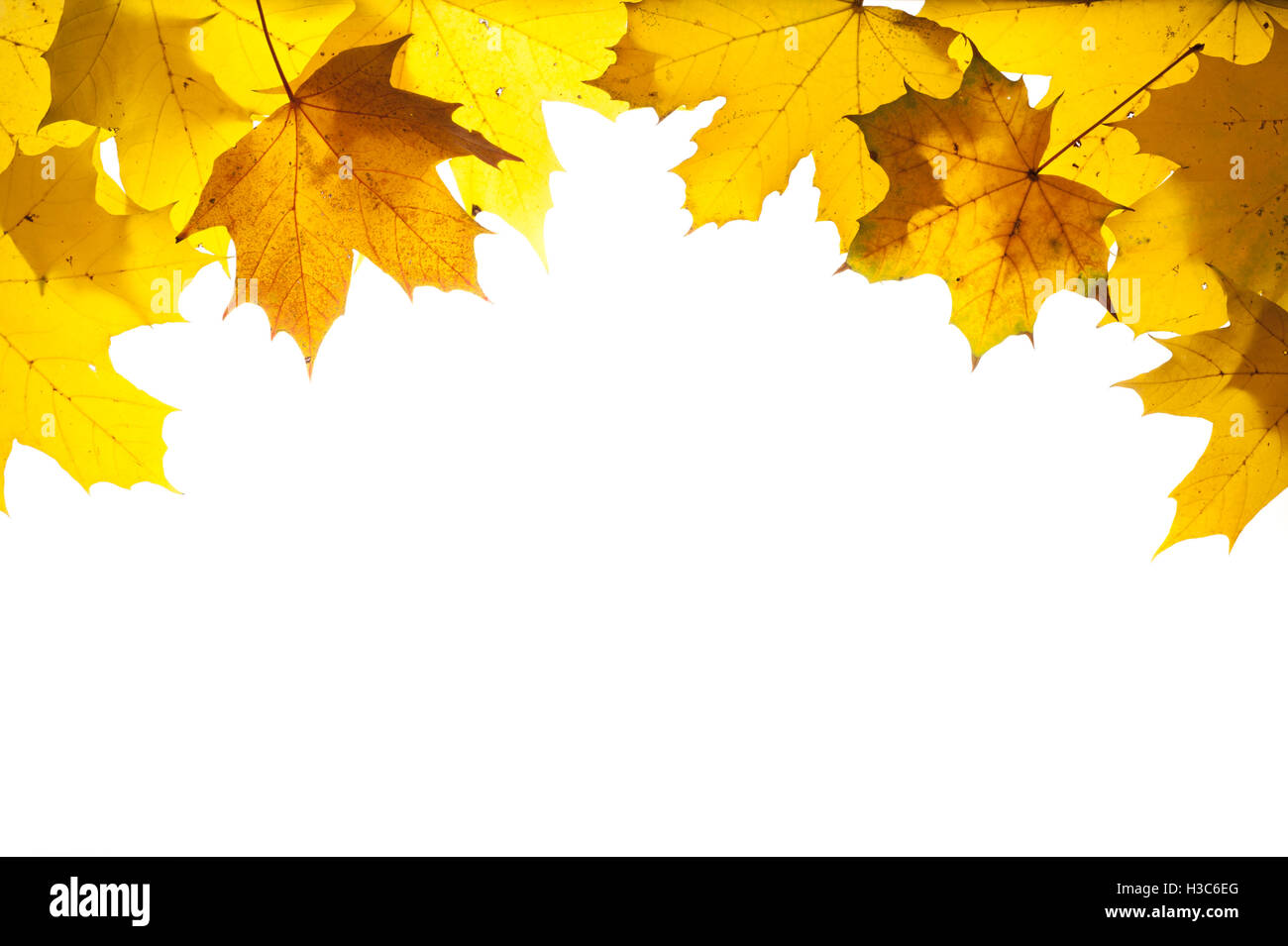 border with colorful leaves at autumn Stock Photo - Alamy
