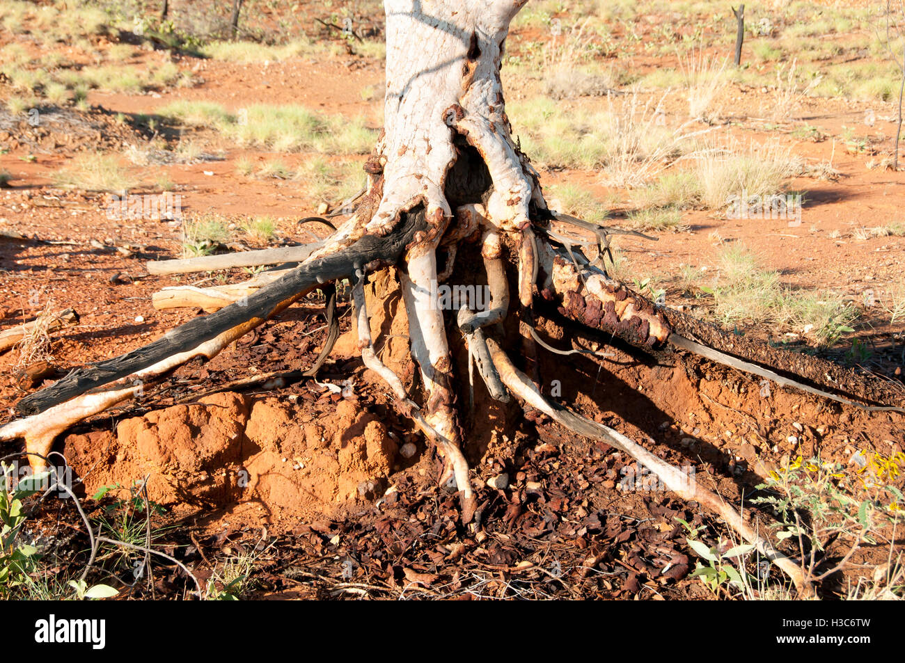 Eucalyptus Exposed Tree Roots - Kimberley - Australia Stock Photo