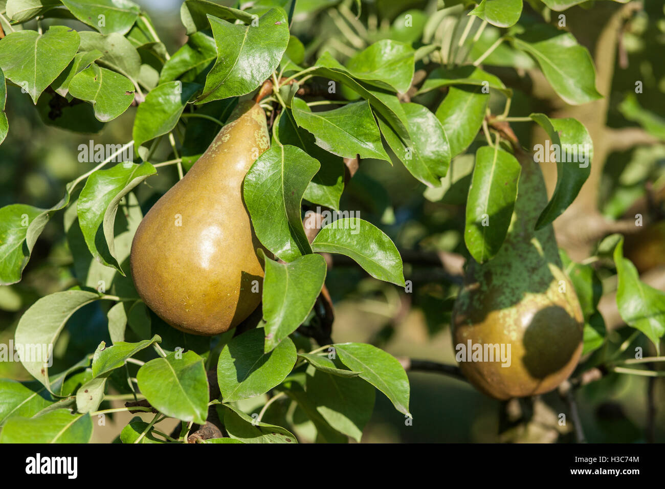 Pears in apple tree Stock Photo Alamy