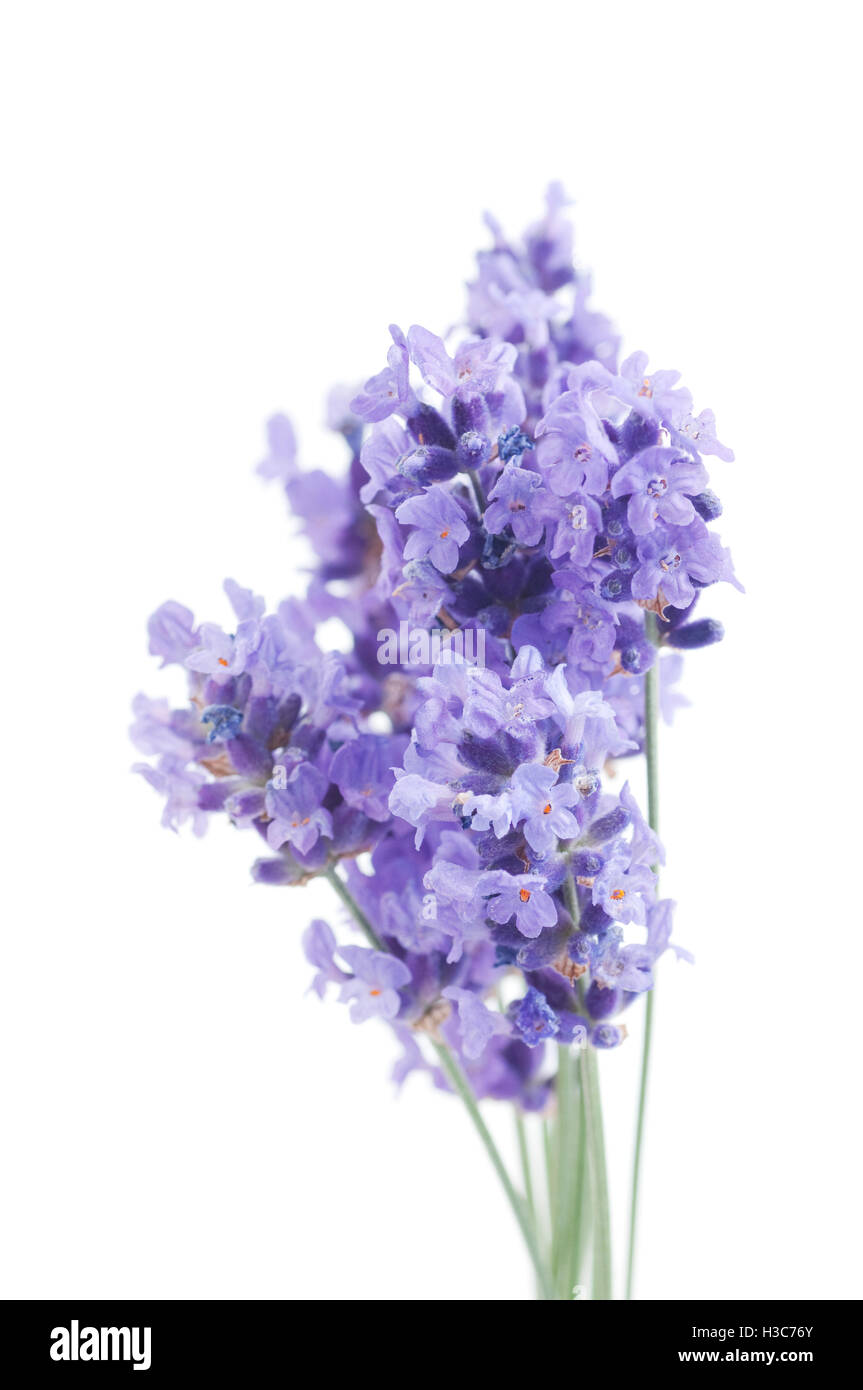 flowers of lavender on a white background Stock Photo