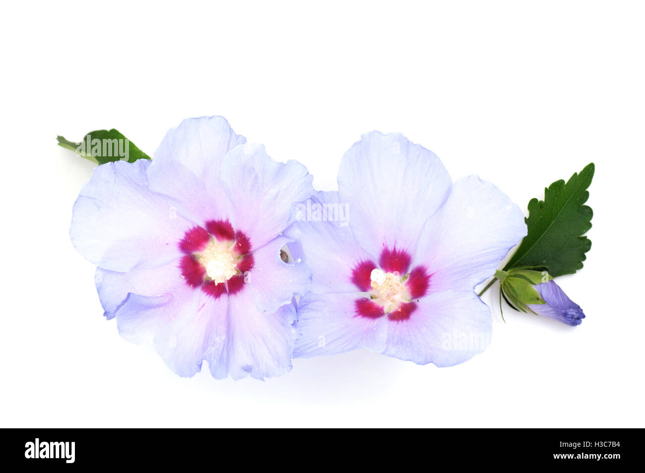 purple hibiscus flowers on a white background Stock Photo