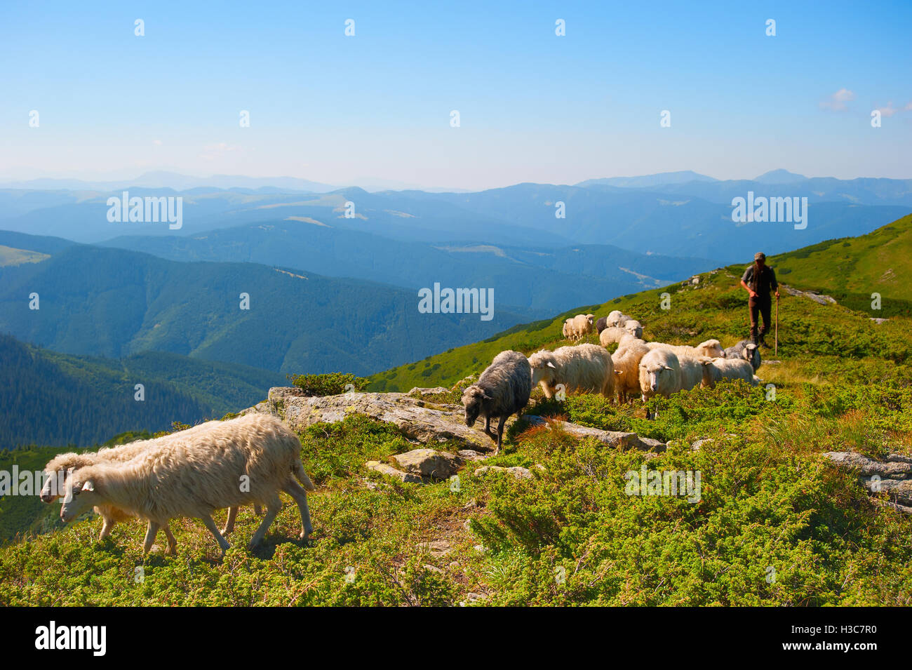 Shepherd with herd of sheep on top of mountains Stock Photo - Alamy