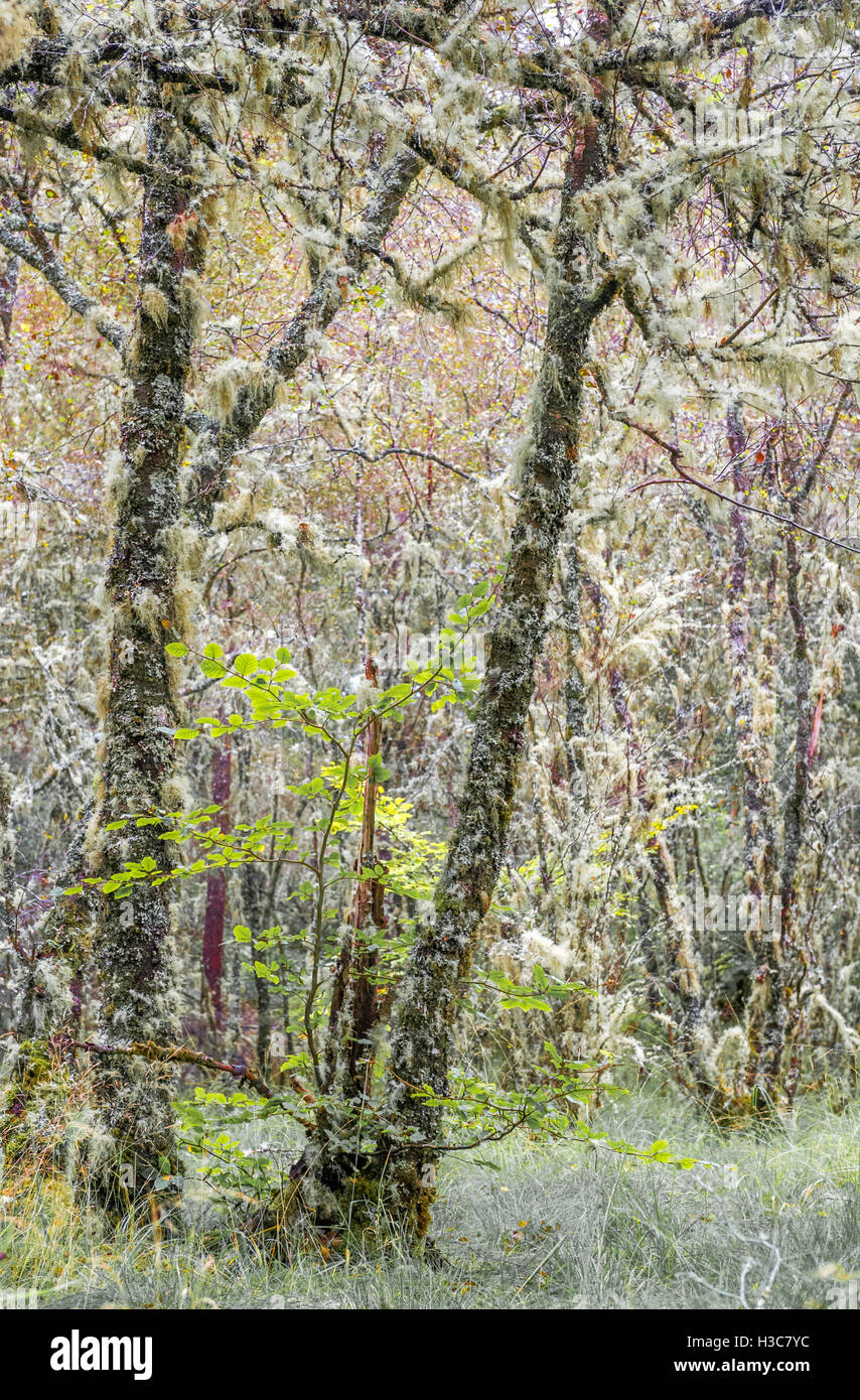 Lichen and moss covered beech trees in damp Scottish woodland. Stock Photo