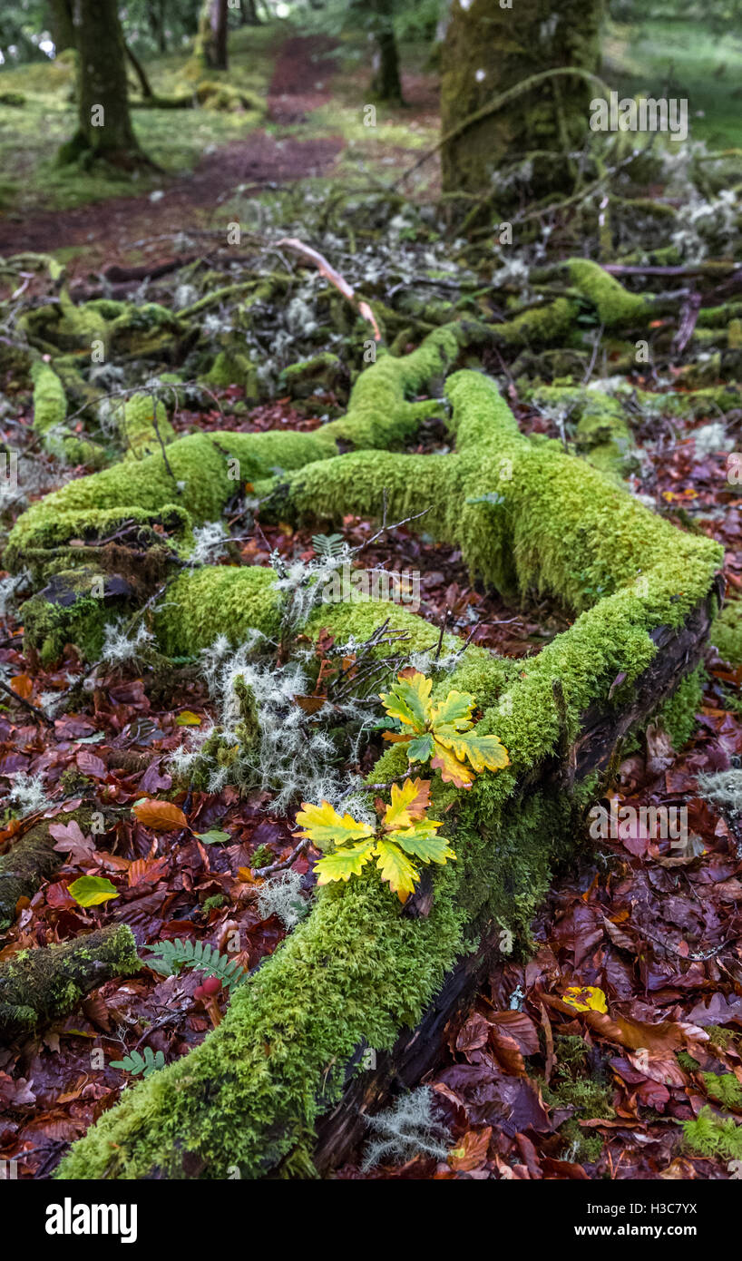 Moss covered decaying tree branch with oak saplings. Stock Photo