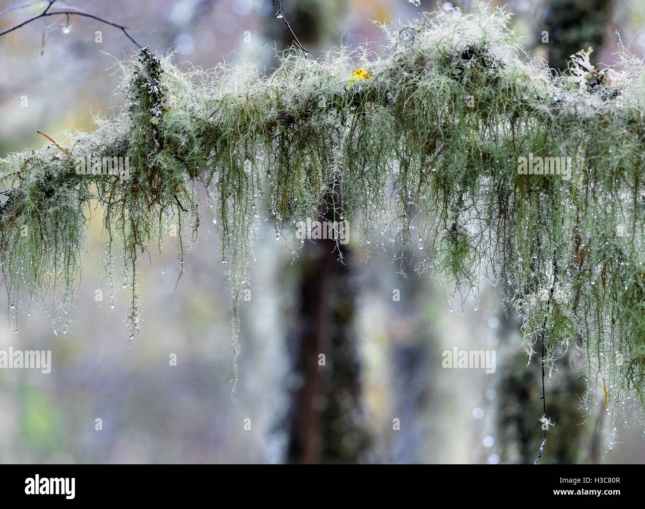 Lichen growing on the small branches of a beech tree in a damp Scottish Wood. Stock Photo