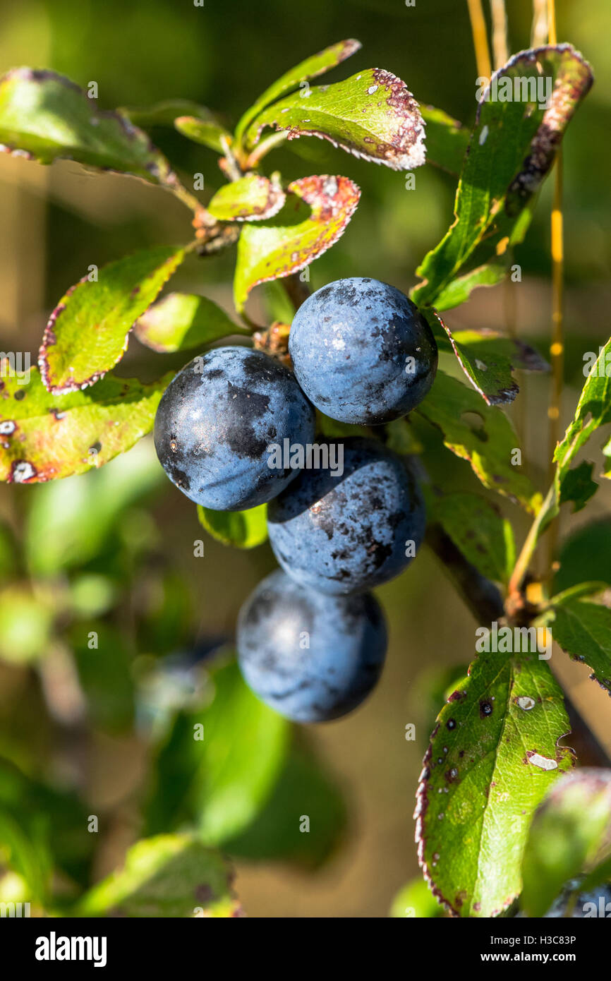 Ripe berries of the Sloe or Blackthorn tree Stock Photo Alamy