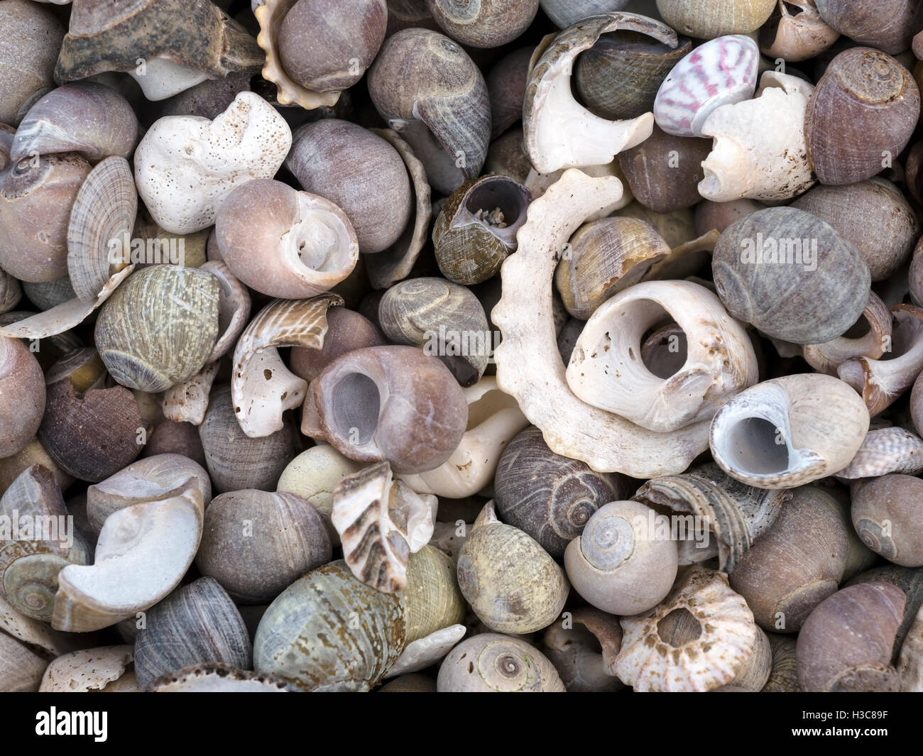 Sea shells, closeup Stock Photo