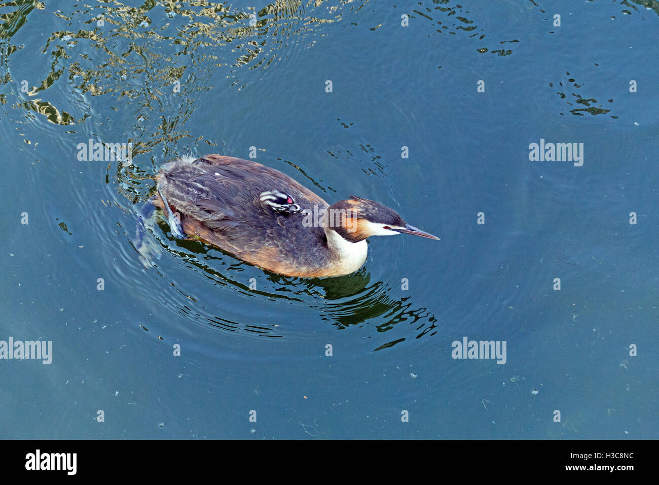 great crested grebe (Podiceps cristatus) with chick, Uhldingen-Muehlhofen, Lake Constance, Baden-Wuerttemberg, Germany Stock Photo