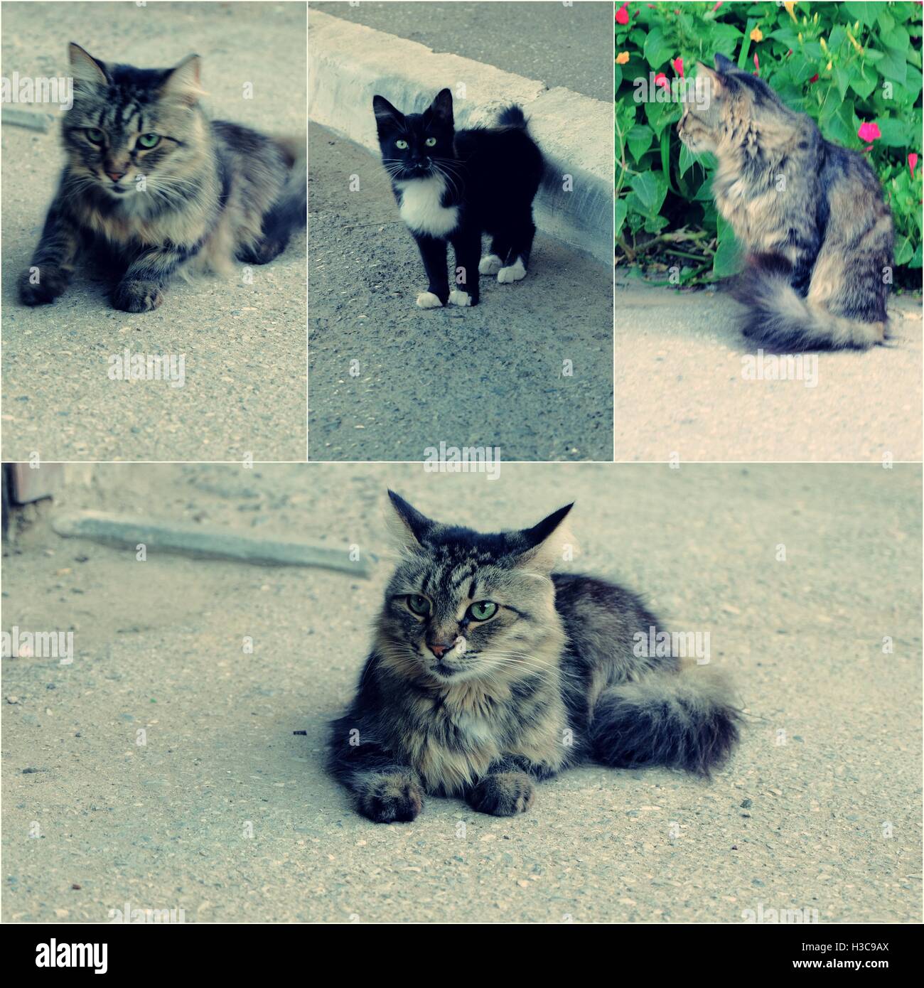 Feral cats in the street collage set of colorized toned photos Stock Photo