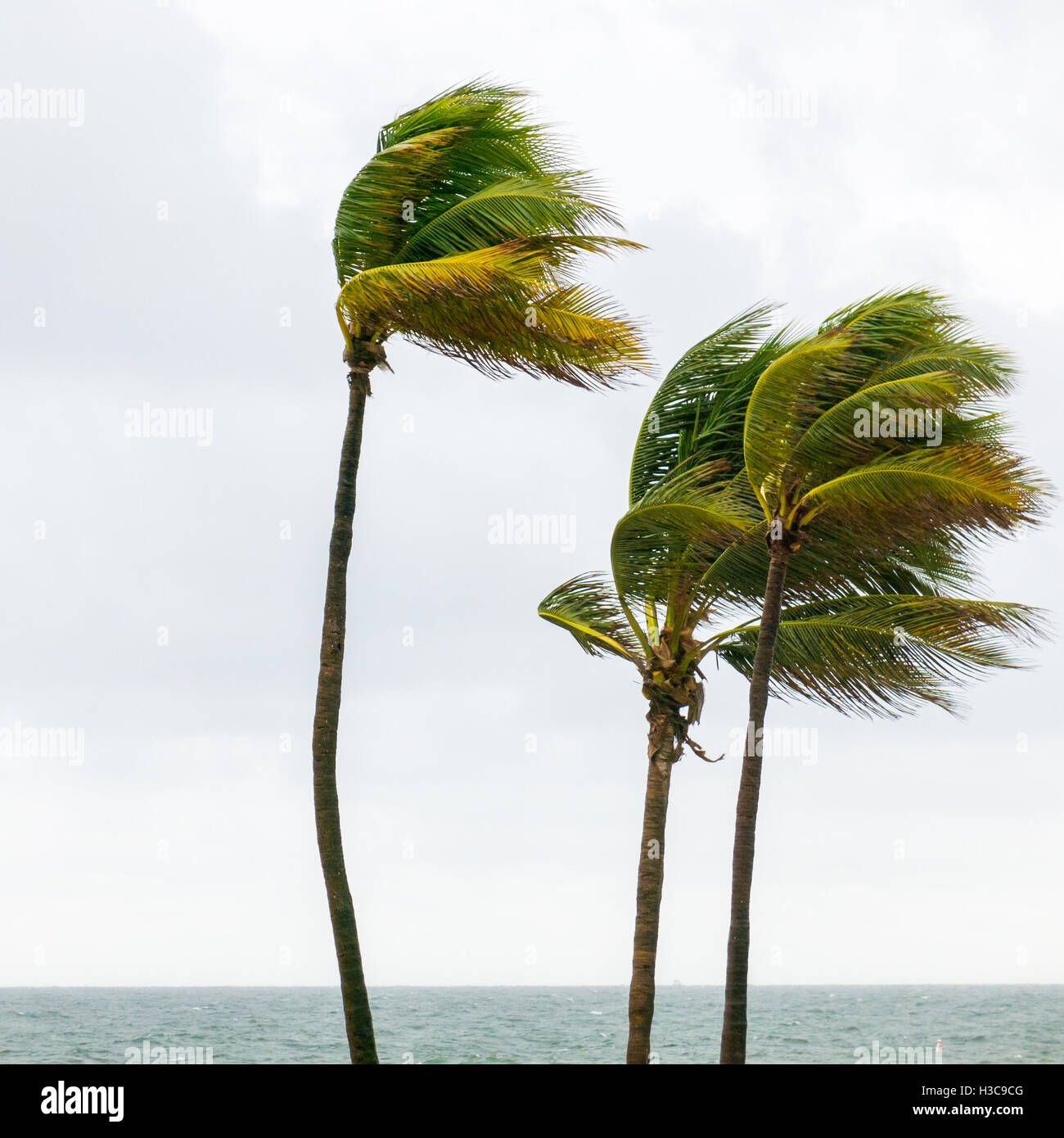 Tops of palm trees at ocean boulevard in tropical storm in Fort Lauderdale, Broward County, Florida, USA Stock Photo