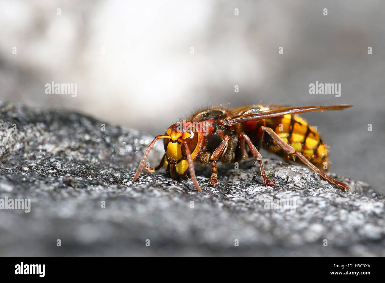 Bee killer hornet macro portrait Stock Photo