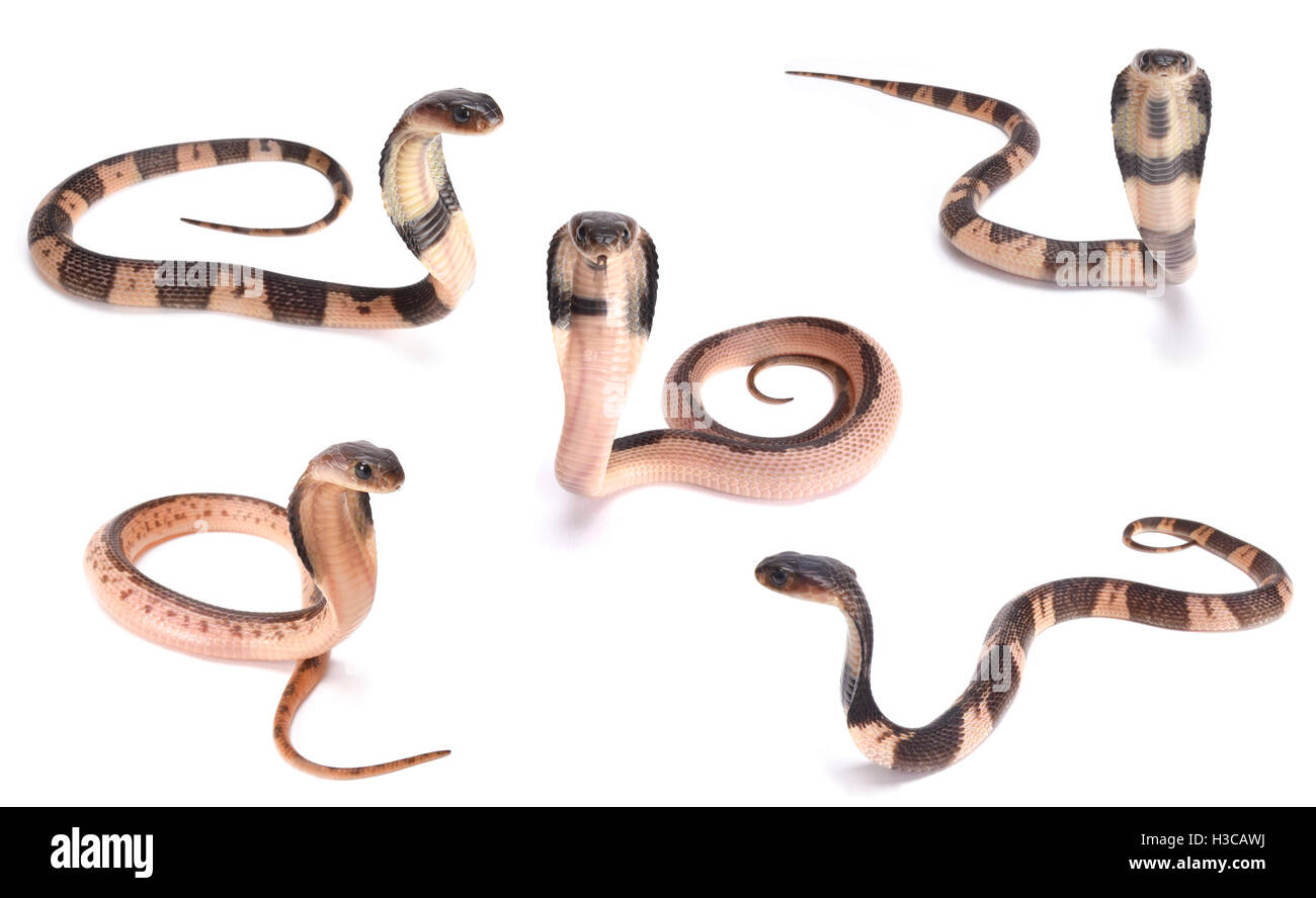 Indochinese Spitting Cobra, Naja siamensis, babies Stock Photo
