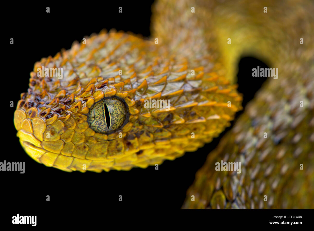 Close-up Of A Yellow Variable Bush Viper (Atheris Squamigera) From Central  African Countries. Stock Photo, Picture and Royalty Free Image. Image  153408574.