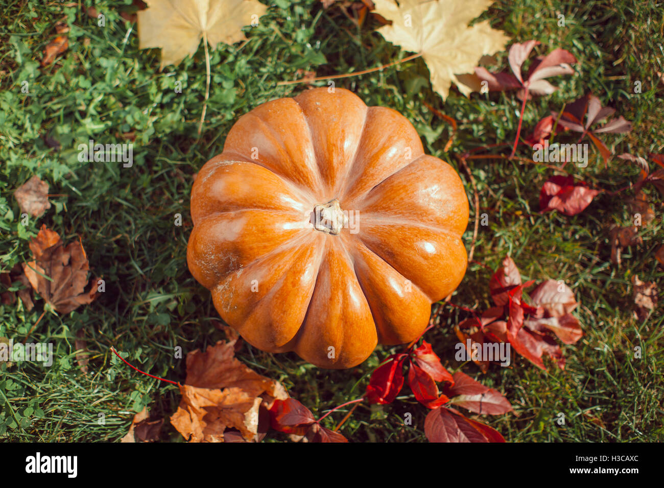 Big pumpkin on lawn over autumn nature background Stock Photo - Alamy