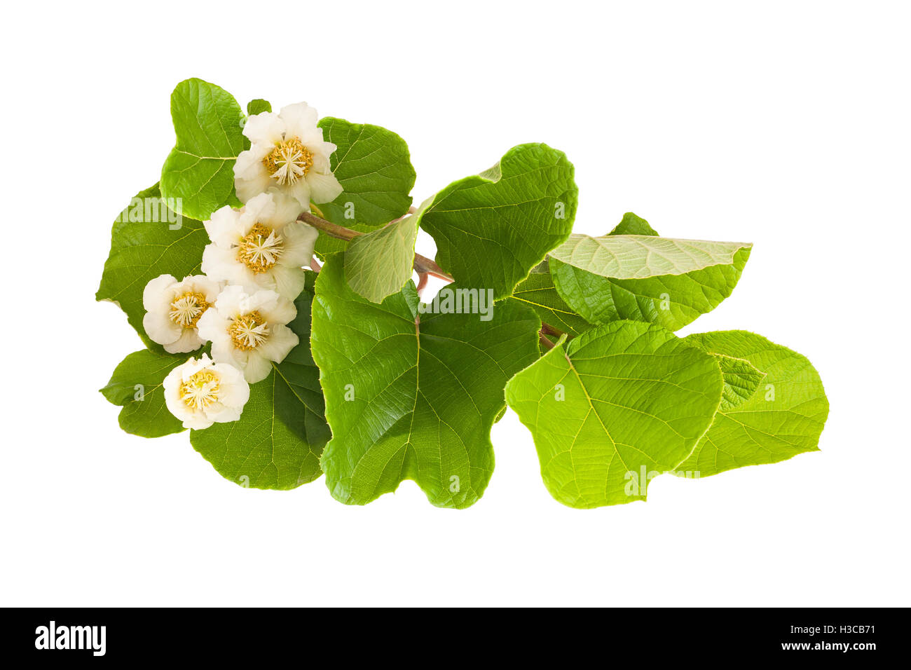 Kiwifruit branch with leaves and flowers isolated on white Stock Photo