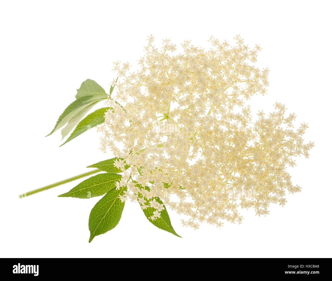 Elderberry flower on a white background Stock Photo