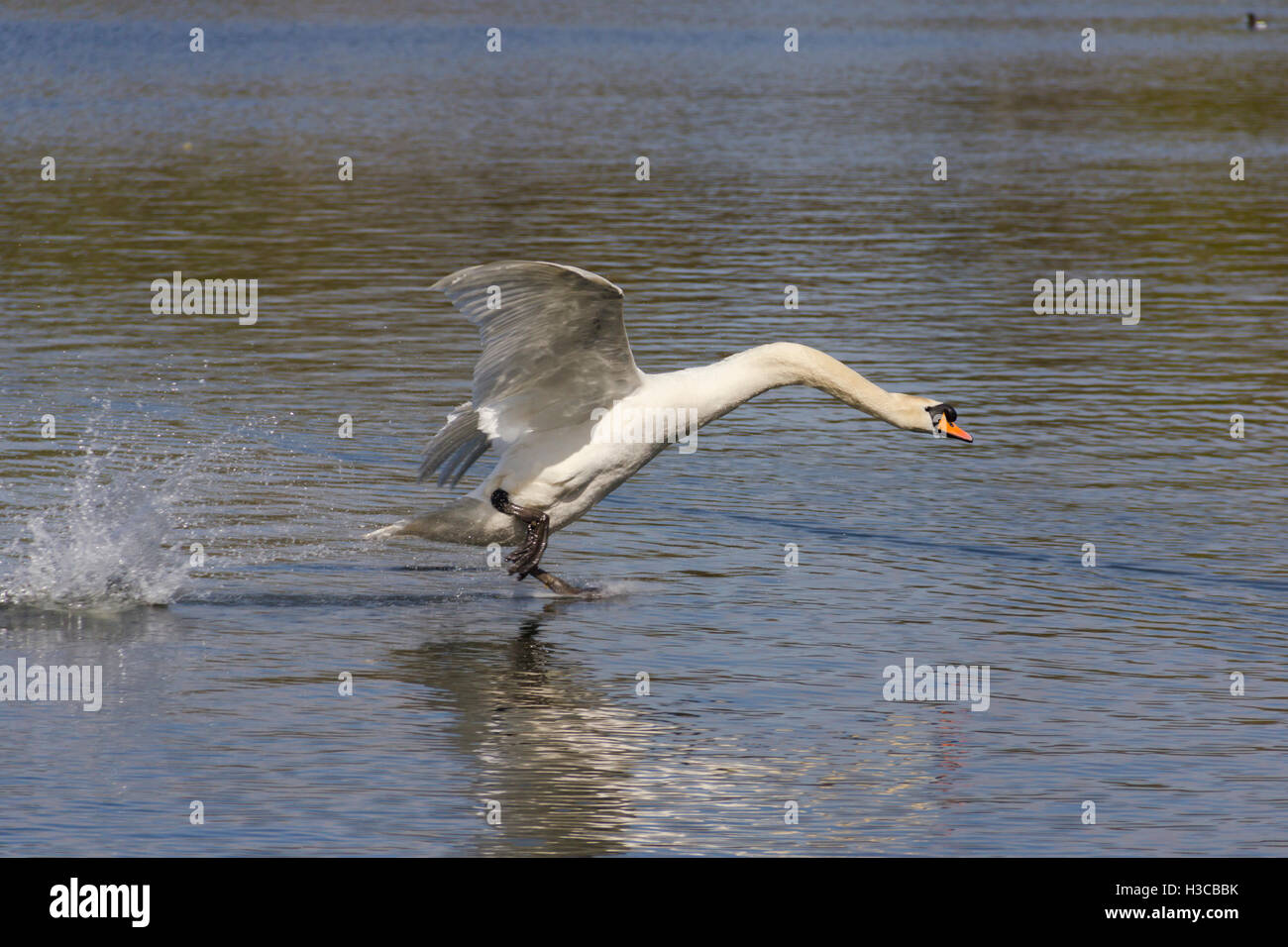 Mute swan (Cygnus olor) landing on water at Moses Gate Country Park