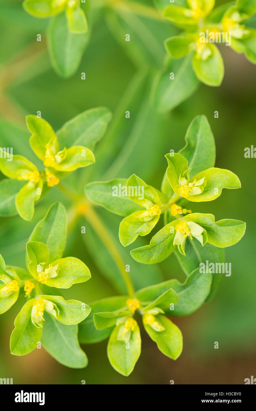 Euphorbia oblongata - a hardy annual spurge Stock Photo