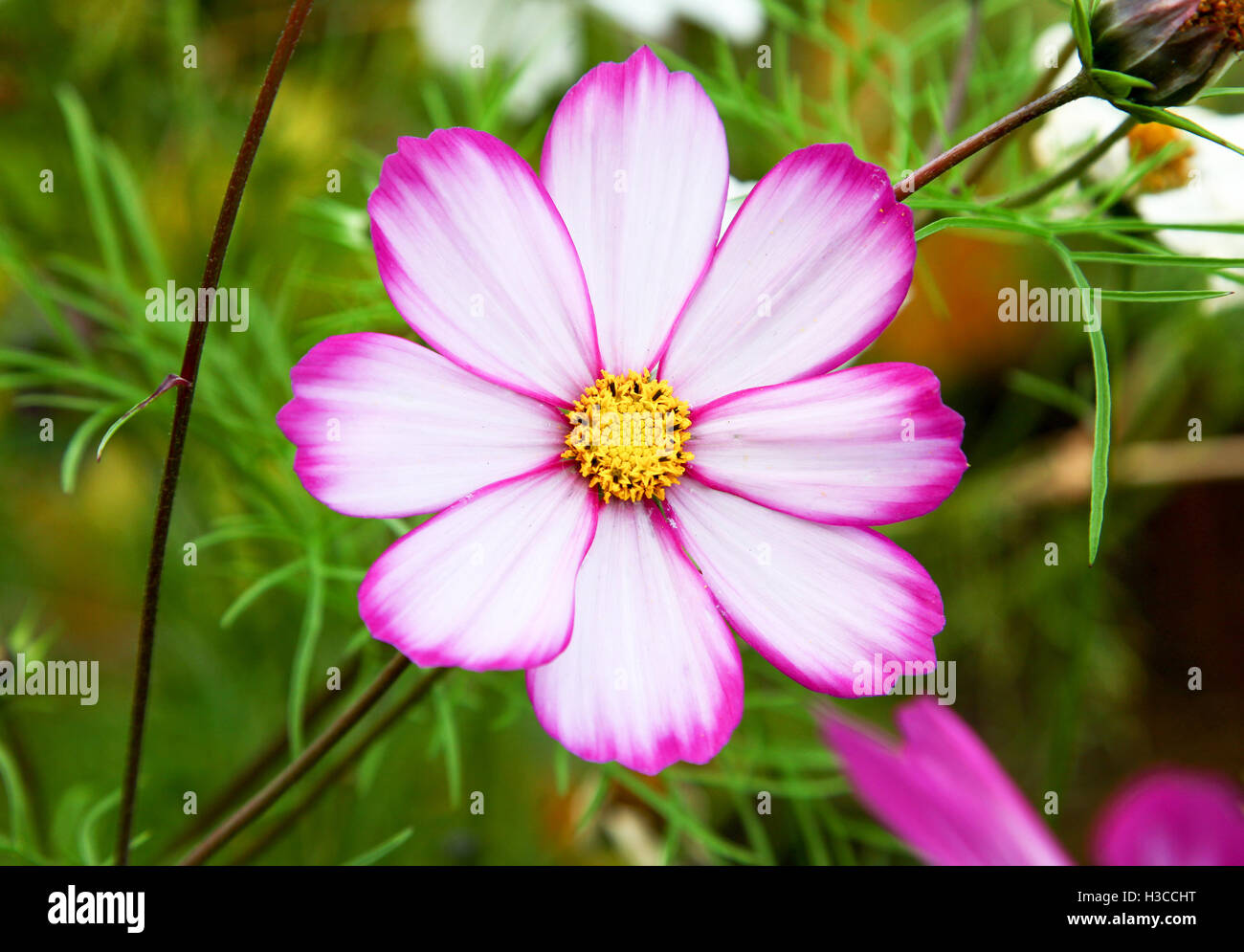 The pink and white flower head of a Picotee Cosmos flower Stock Photo