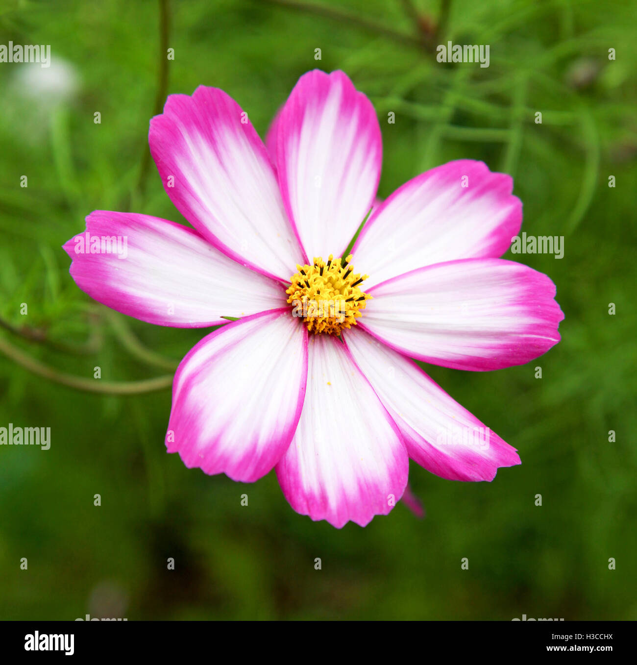 The pink and white flower head of a Picotee Cosmos flower Stock Photo