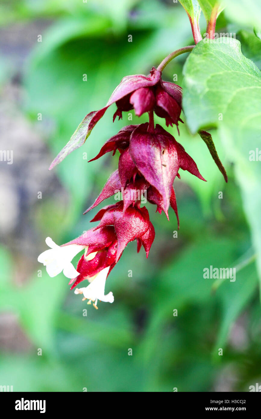 A purple and white flower head of a Pheasant Berry shrub (Leycesteria formosa) Stock Photo