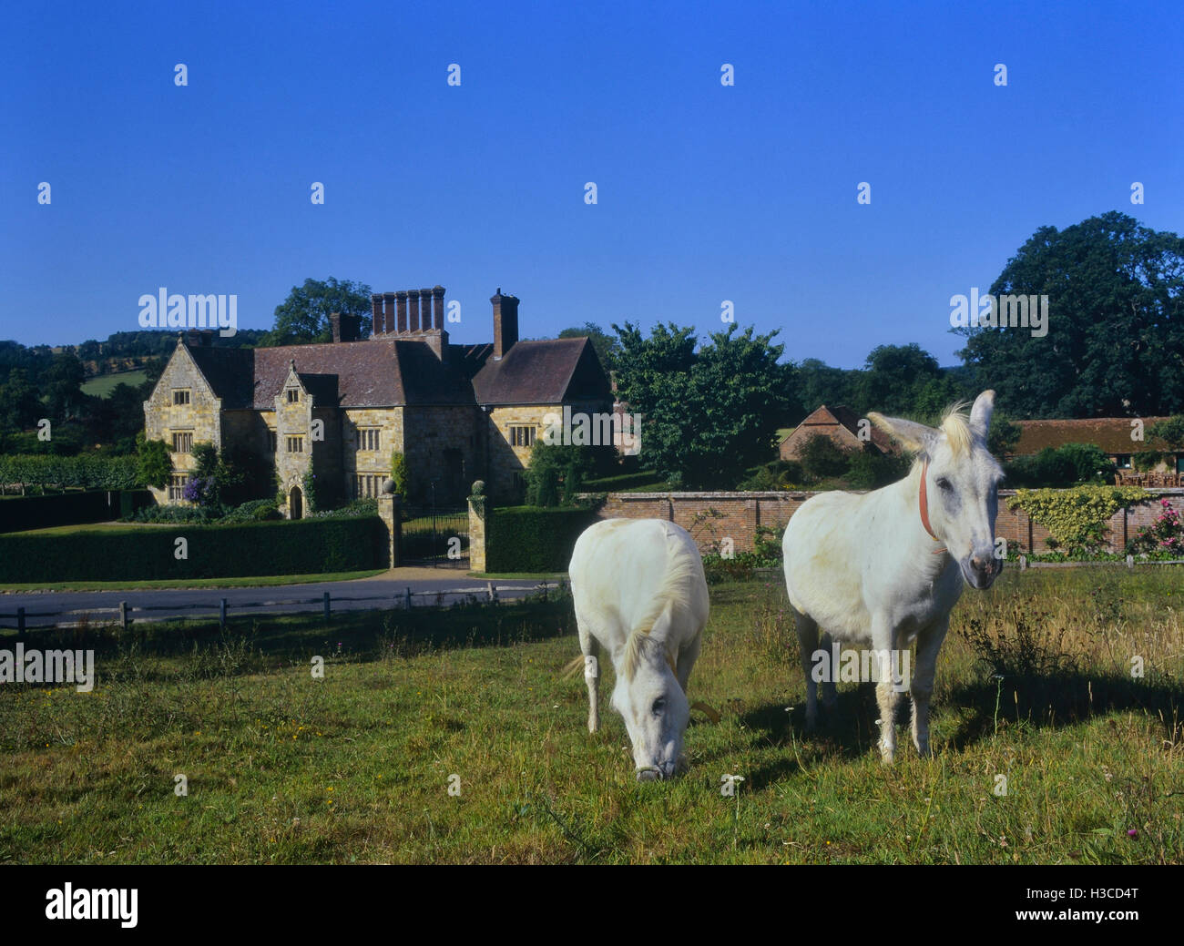 Two white donkeys grazing in front of Bateman's. Burwash. East Sussex. England. UK Stock Photo