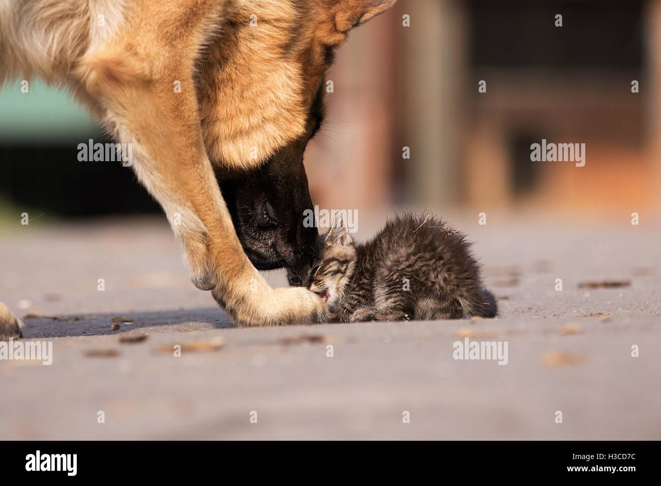 German shepherd taking care of young small cat Stock Photo