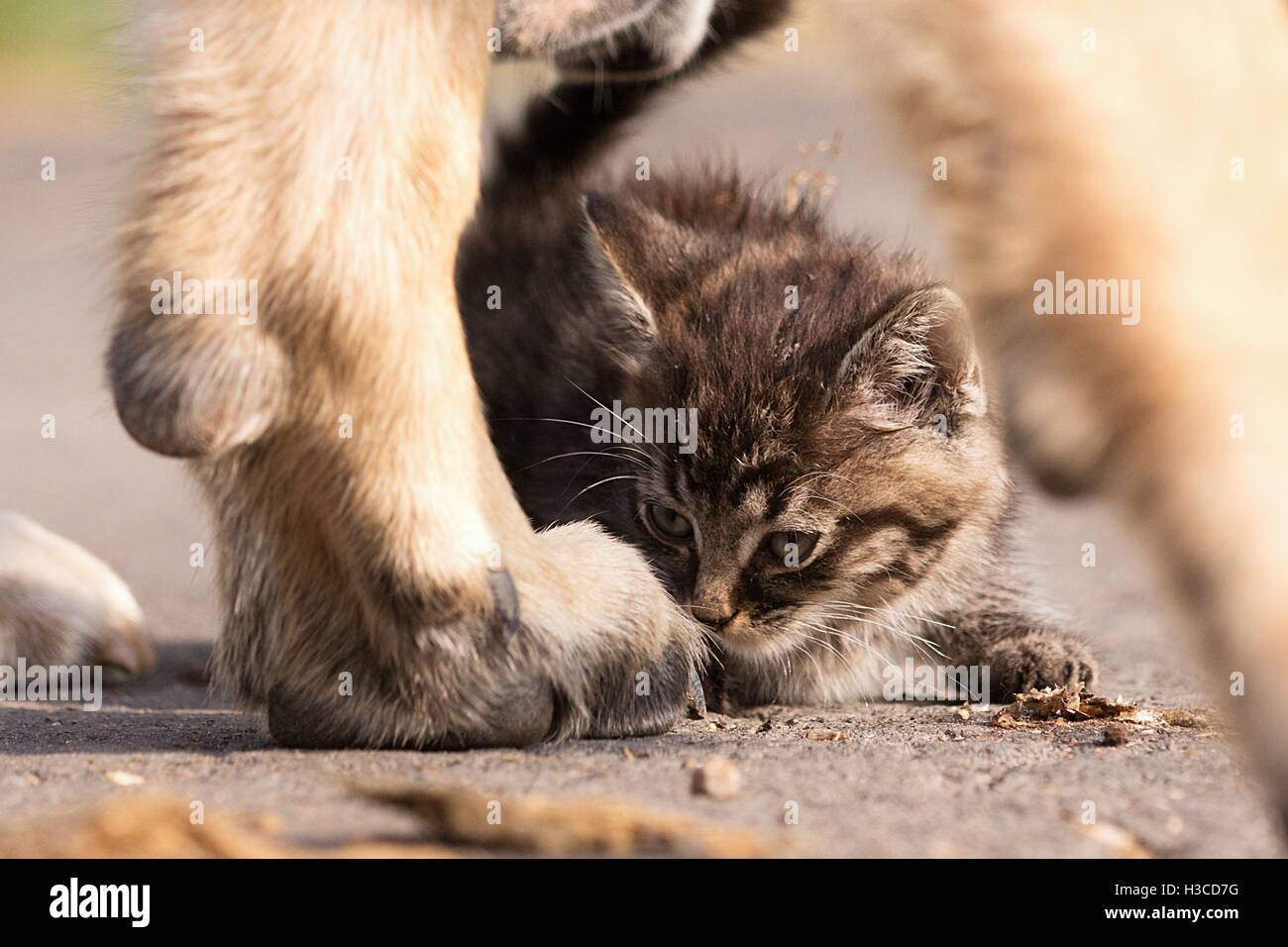 German shepherd taking care of young small cat Stock Photo