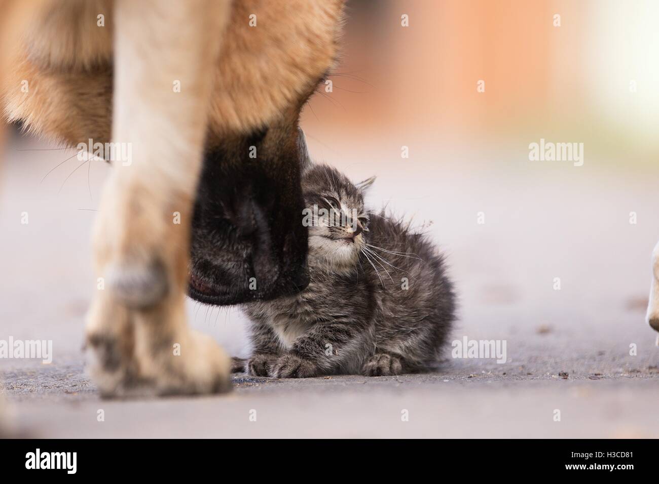 German shepherd taking care of young small cat Stock Photo