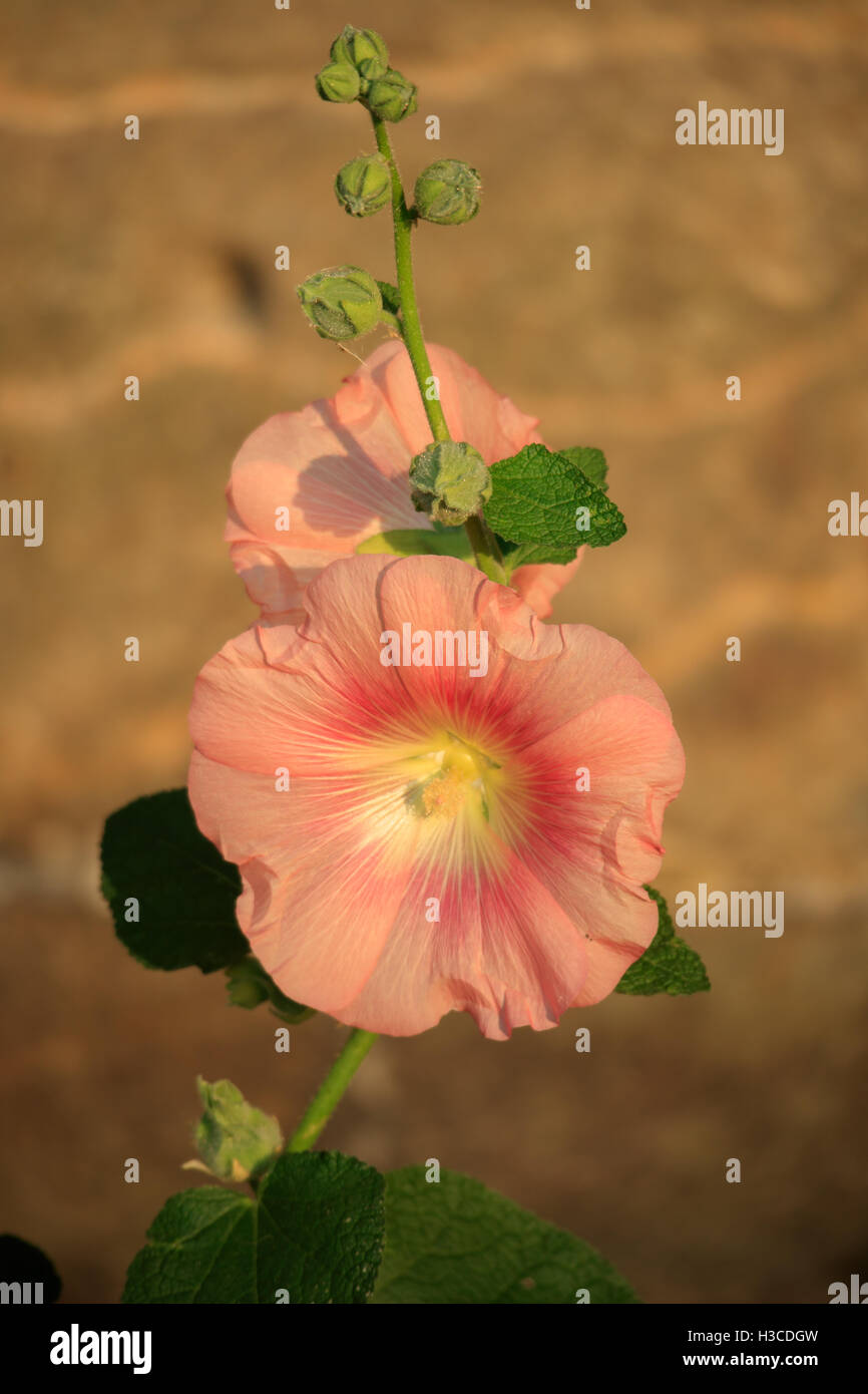 Rose Hollyhock flower (Alcea rosea) Stock Photo
