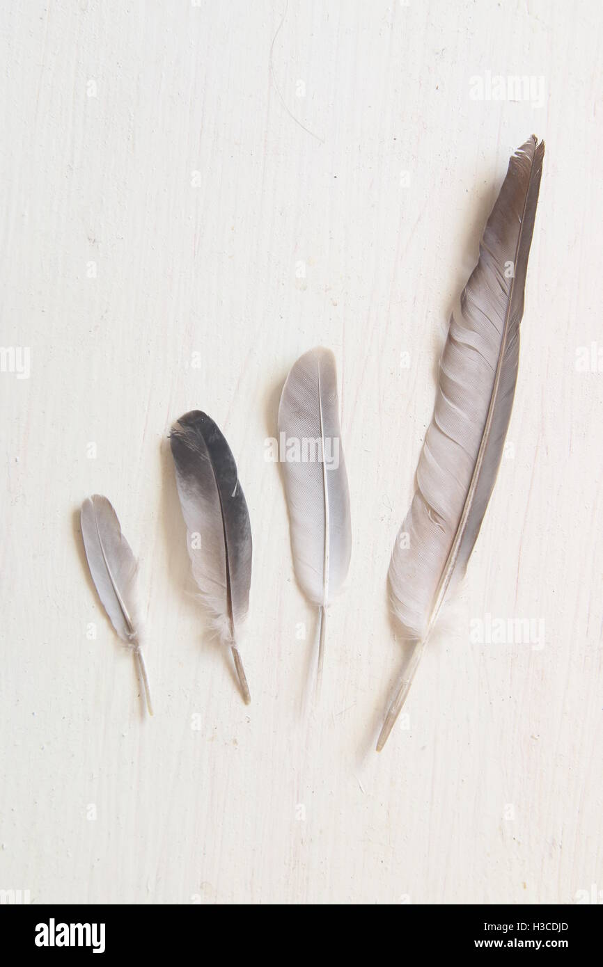 Pigeon feathers background Stock Photo - Alamy