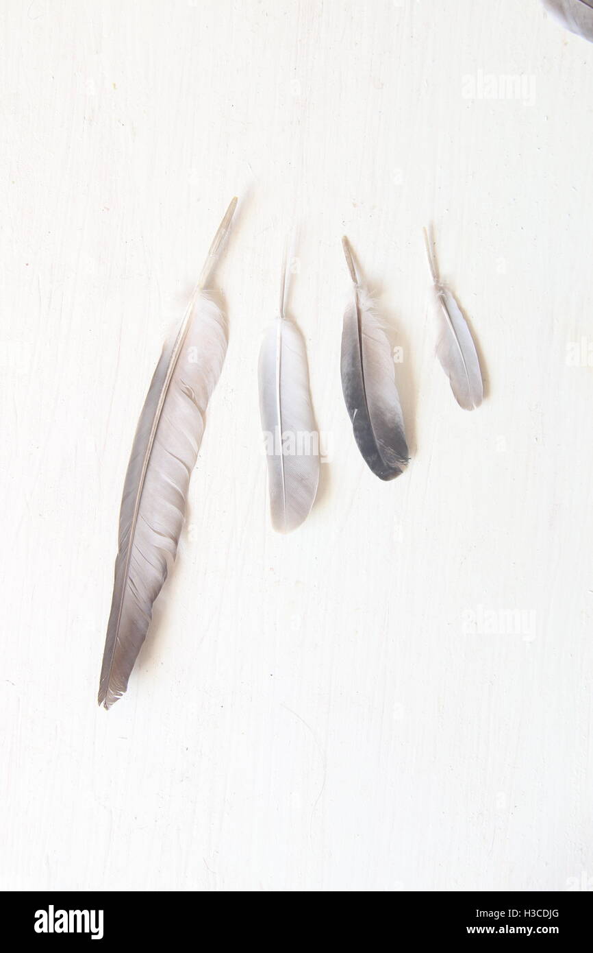 wing idea, pigeon feathers Stock Photo