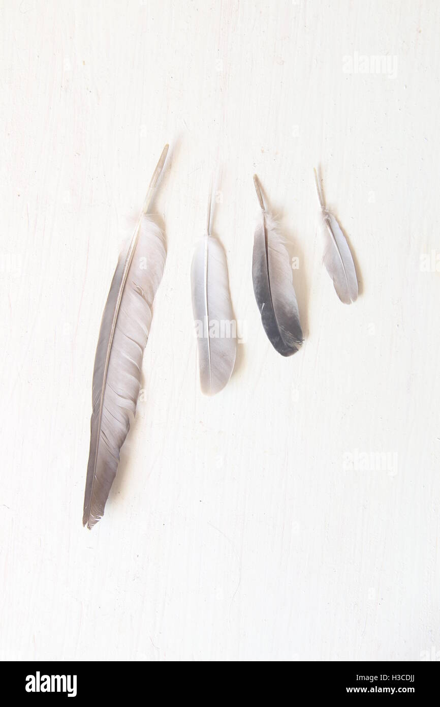feather of bird, art background Stock Photo
