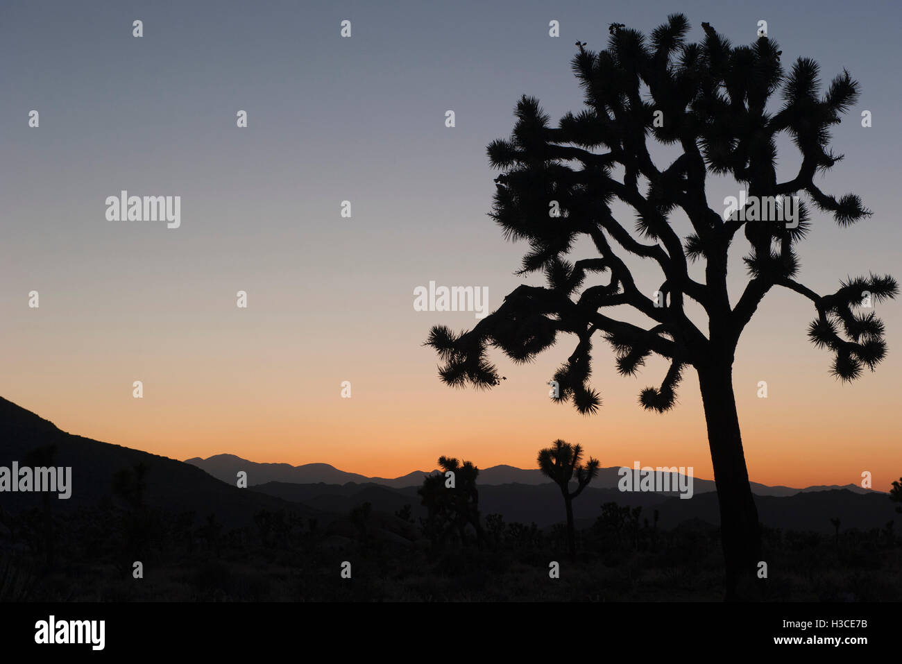 USA, California, Joshua Tree National Park at twilight Stock Photo