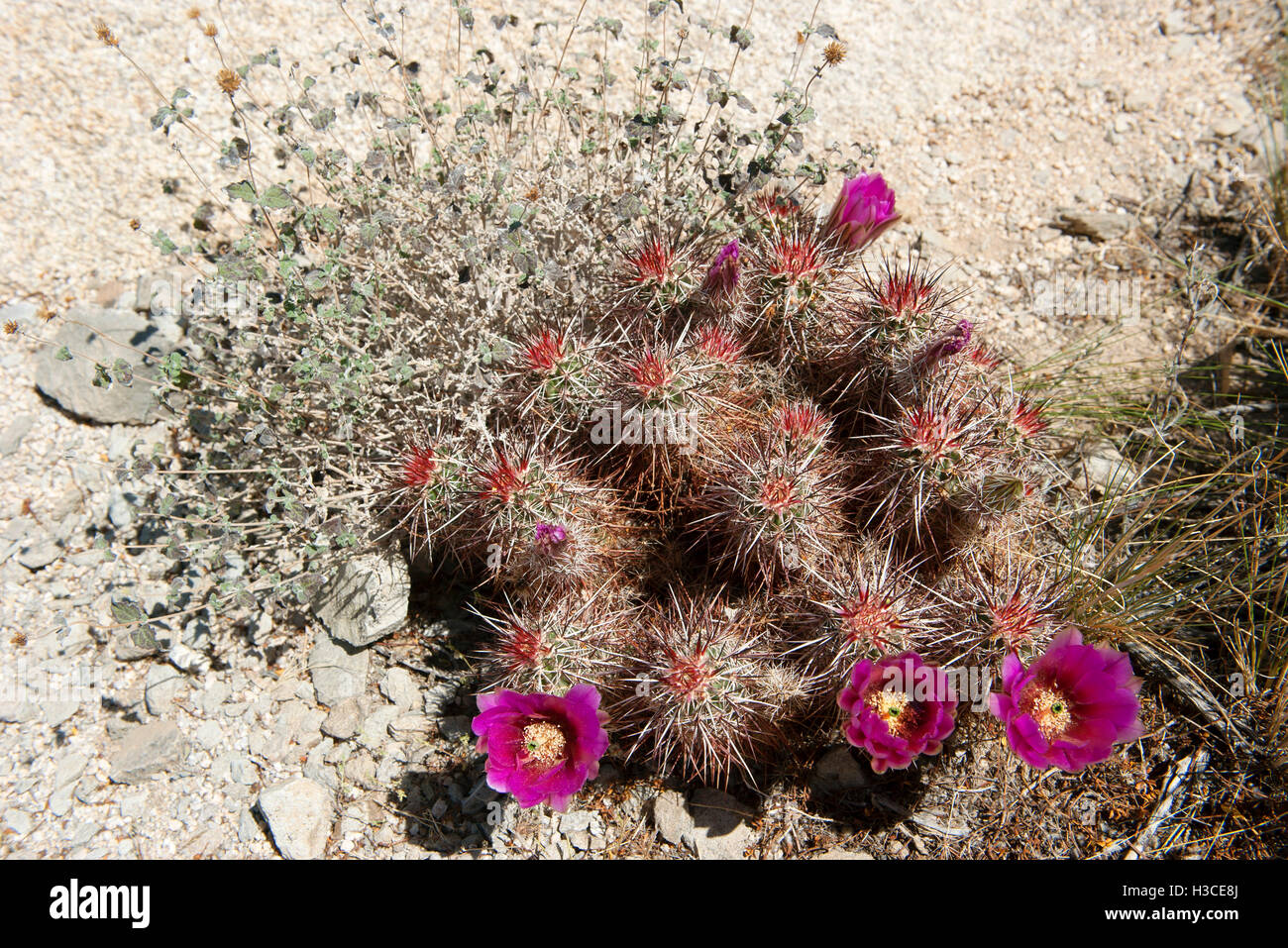 Flowering hedgehog cactus (Echinocereus engelmannii) Stock Photo