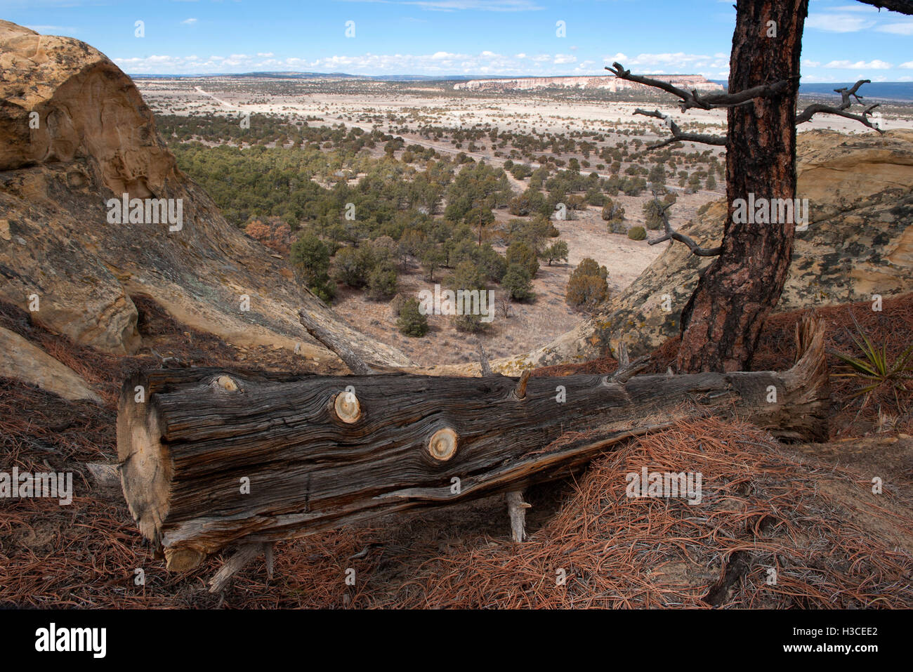 Fallen tree trunk overlooking arid landscape in New Mexico, USA Stock Photo