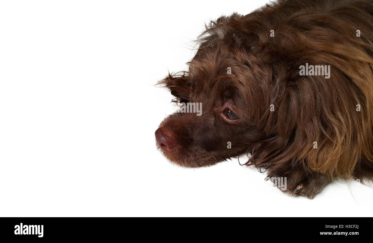 Dark brown long haired dog laying on white background Stock Photo