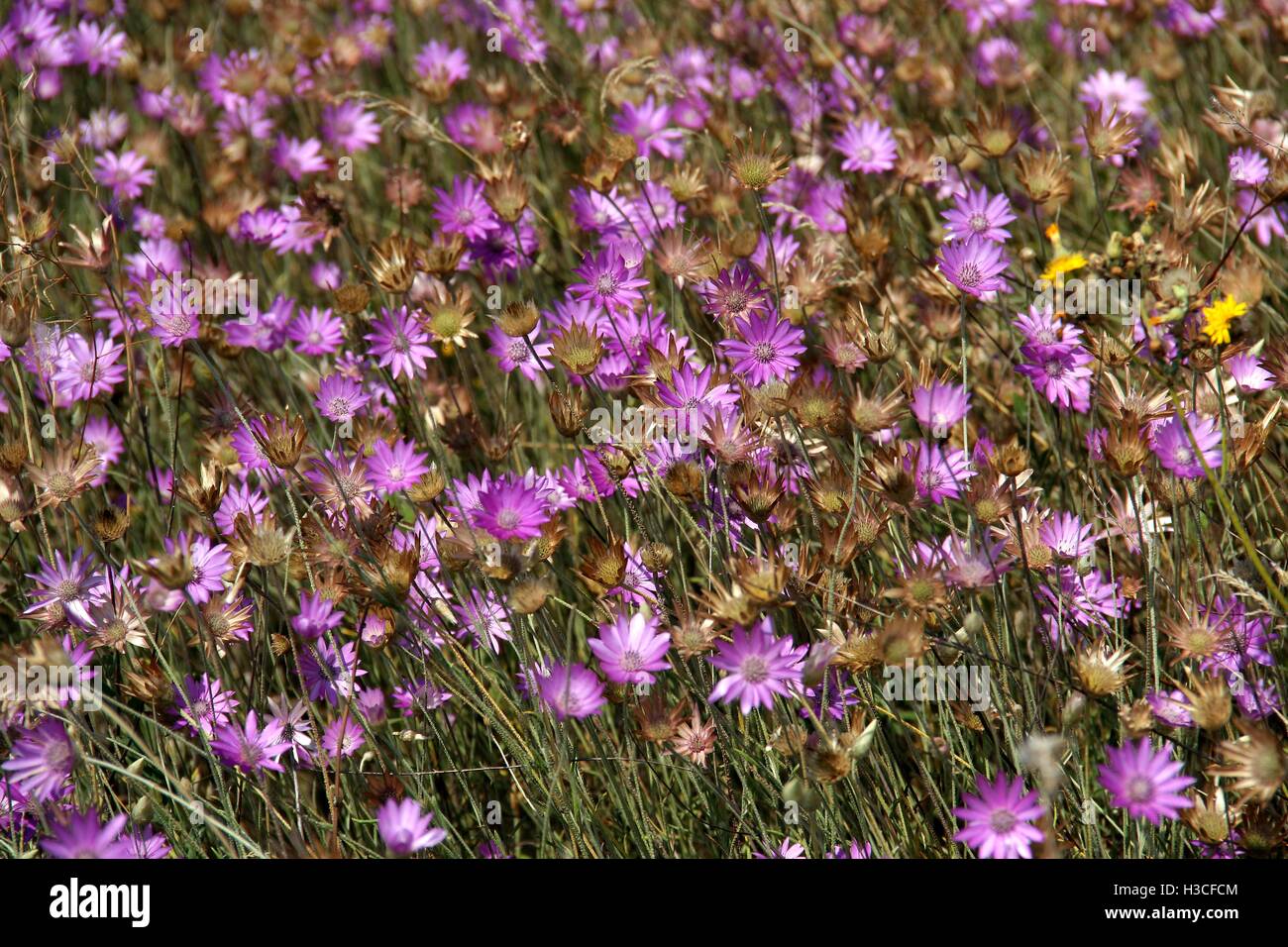 Purple Flower background Stock Photo - Alamy