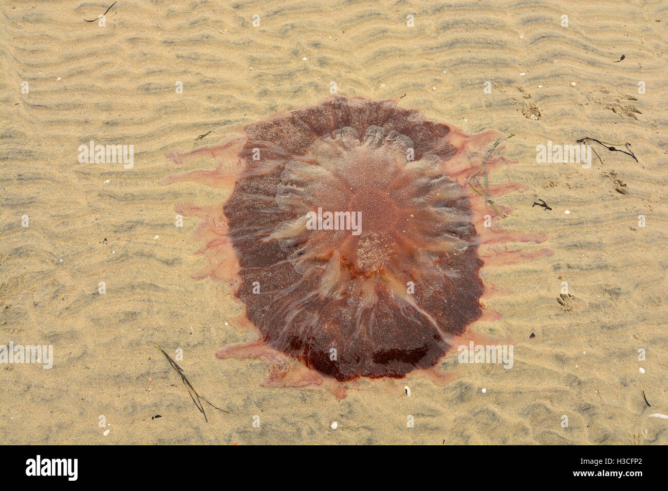 Stranded jellyfish on the Luskentyre Beach, at low tide. Stock Photo