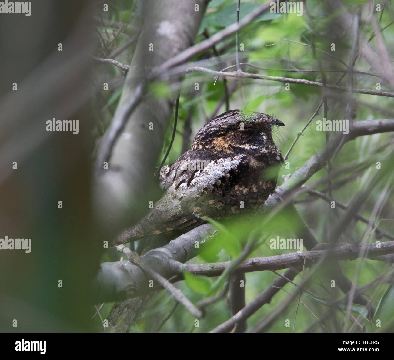 Whip-poor-will, Caprimulgus vociferus, resting in bushes at Frontera Audubon Thicket, Weslaco, Texas during migration Stock Photo