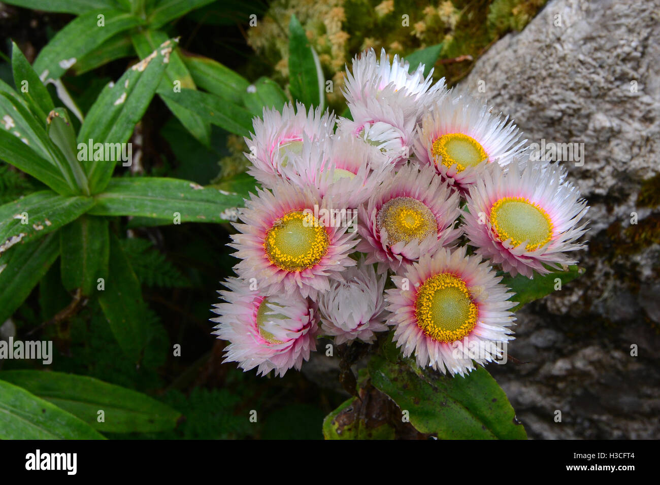 Afroalpine hi-res stock photography and images - Alamy