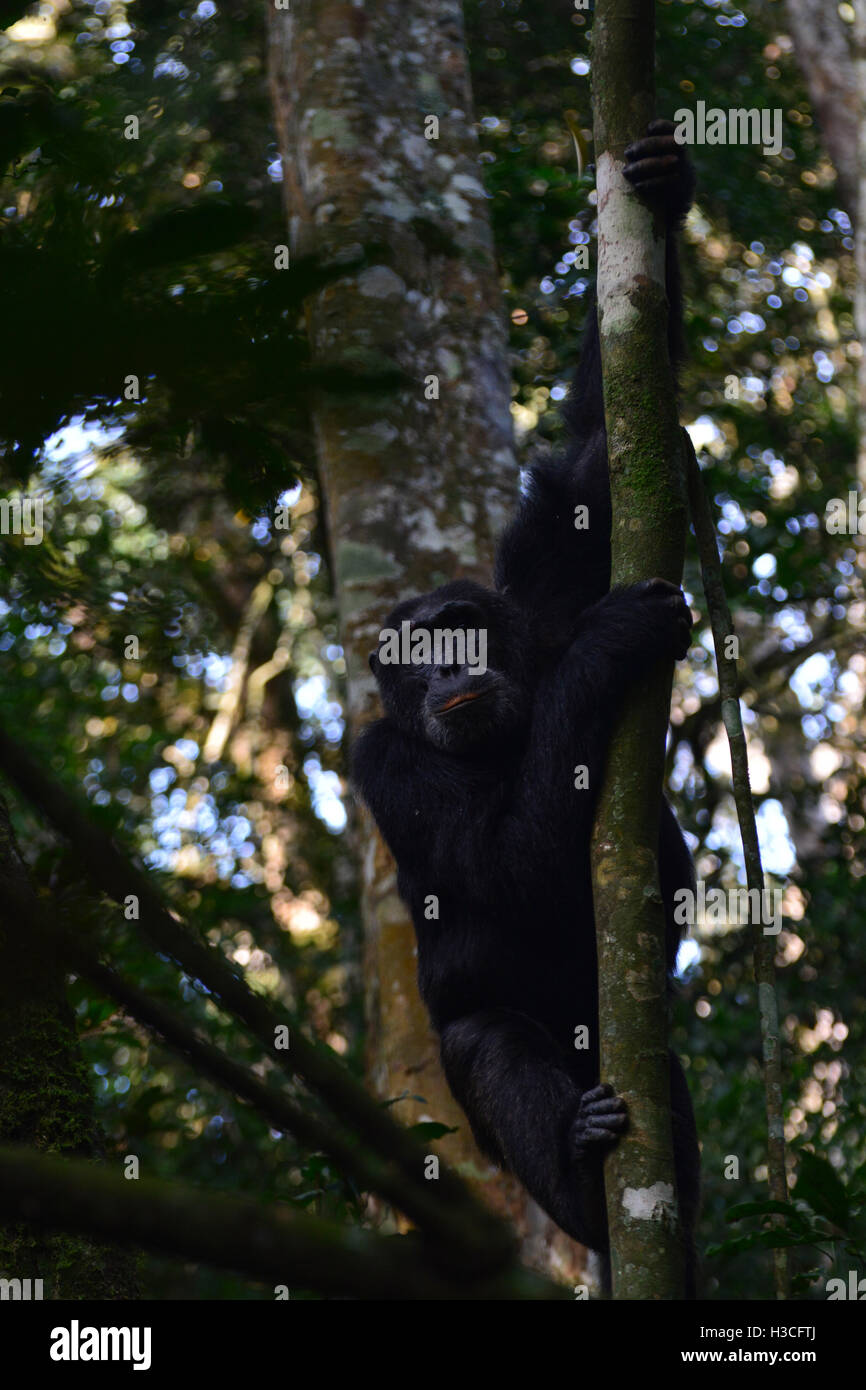 Male chimpanzee on a tree Stock Photo