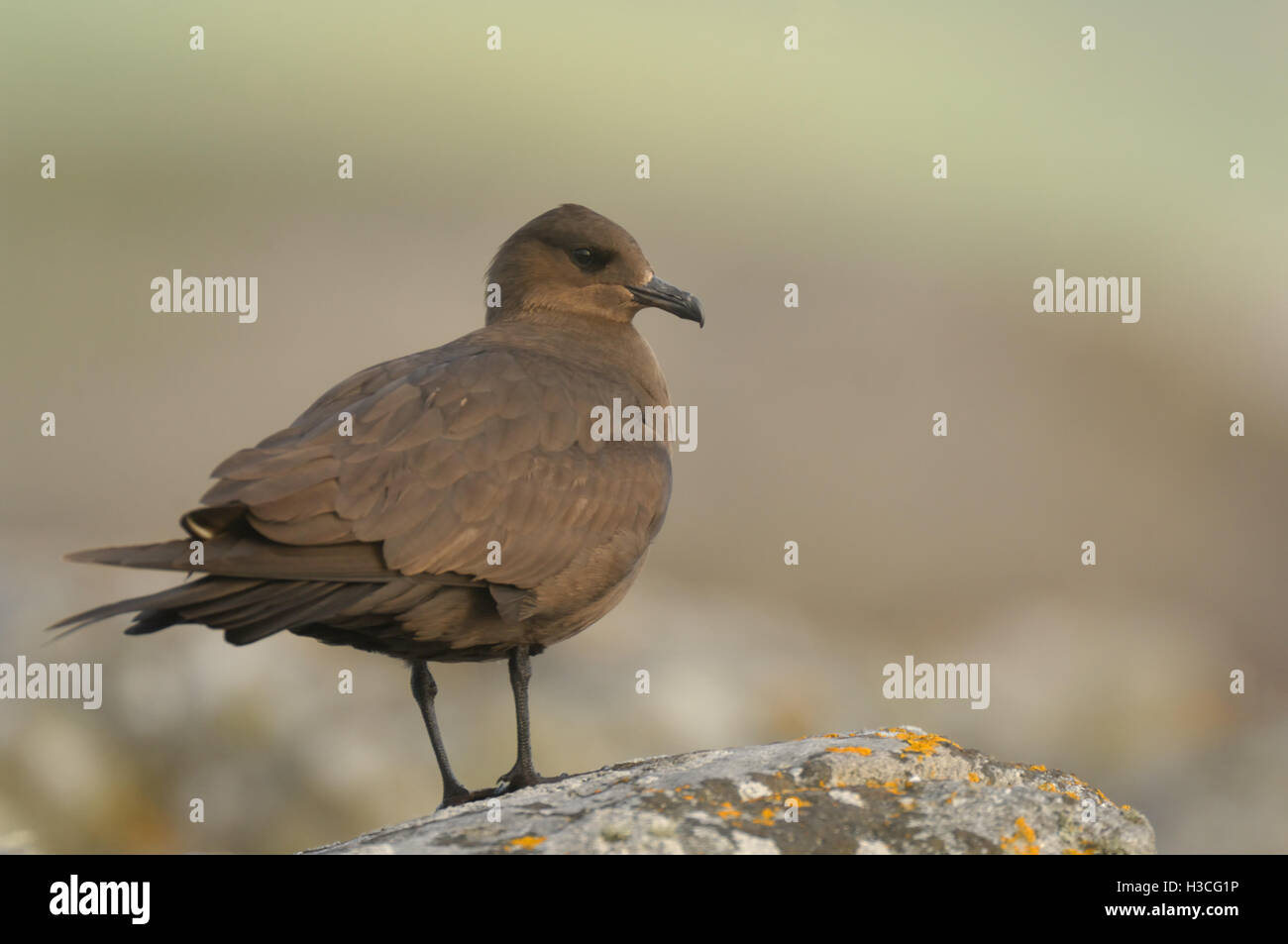 Arctic Skua ( Stercorarius parasiticus) dark morph perched on Rock, Shetland Isles, June Stock Photo
