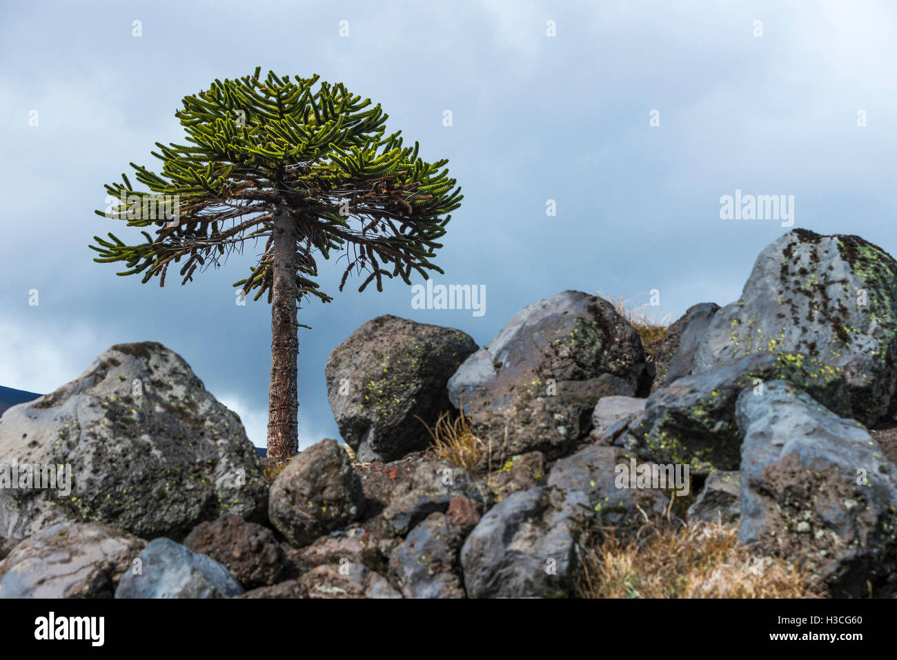 Araucaria tree. Araucaria is a typical tree of the region of Araucania. Stock Photo