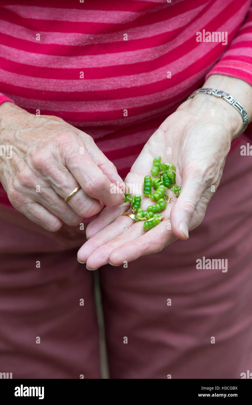 Senior gardener holding Busy Lizzie flower seeds Stock Photo