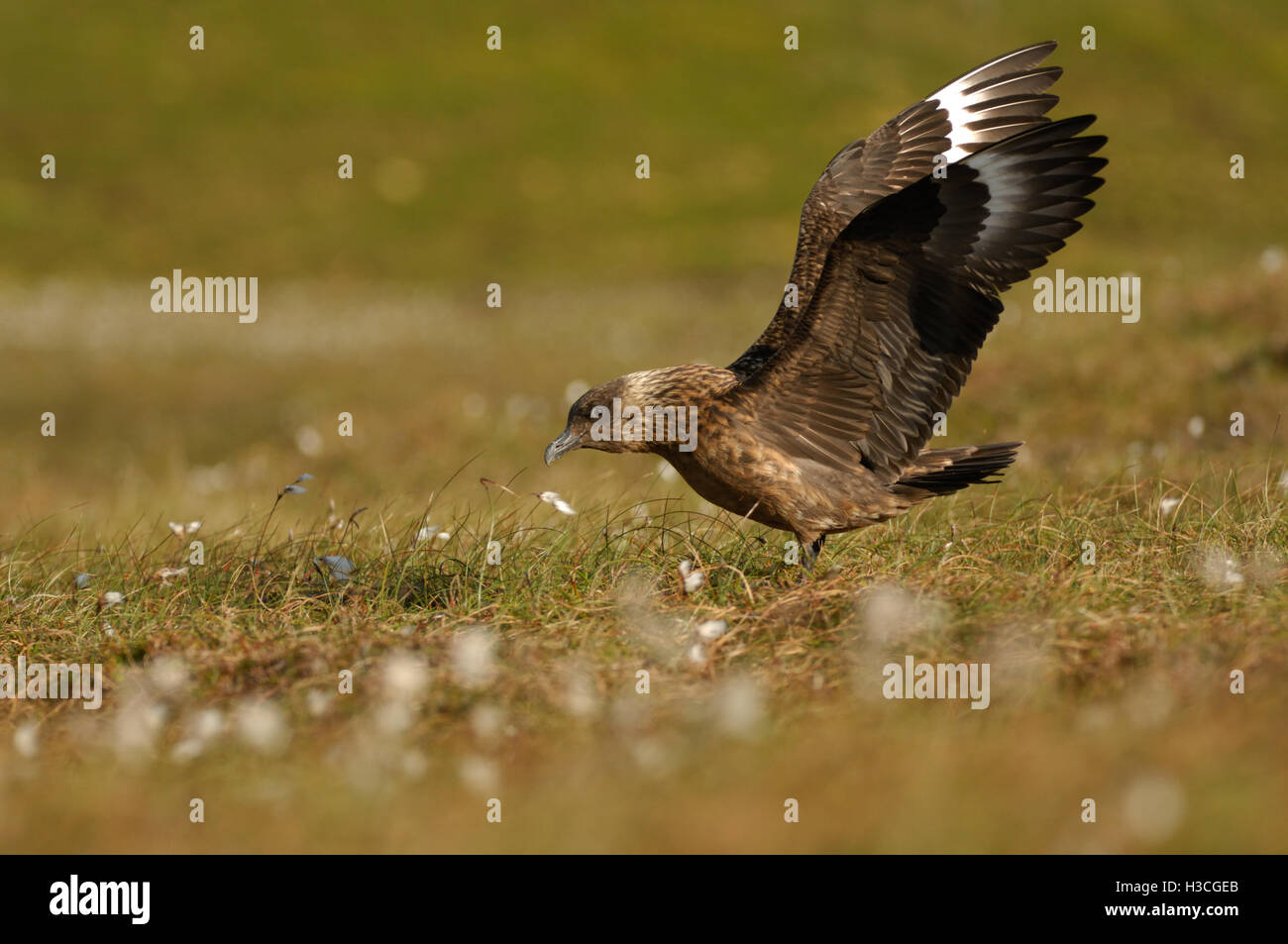 Great Skua (Stercorarius skua) taking flight, Shetland Isles, June Stock Photo